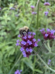 Bombus pascuorum