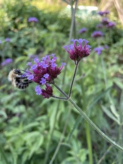 Bombus pascuorum