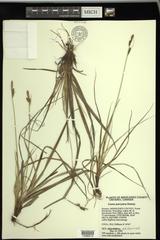 Carex parryana