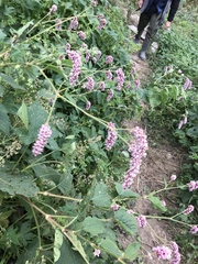 Persicaria pilosa