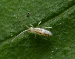 Entomobrya muscorum