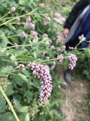 Persicaria pilosa