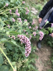 Persicaria pilosa