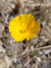 Eschscholzia androuxii