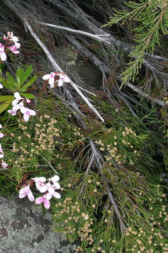 Brunia schlechteri (Brunia schlechteri)
