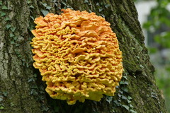 Laetiporus sulphureus