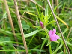Misopates orontium orontium