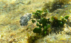 Anampses caeruleopunctatus