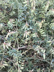 Vicia amurensis