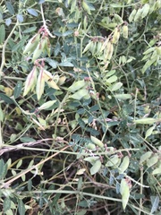 Vicia amurensis