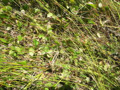 Centella eriantha eriantha