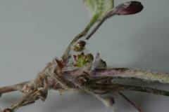 Centella eriantha eriantha