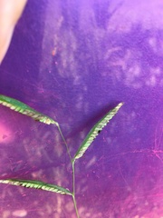 Paspalum denticulatum