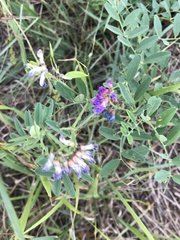 Vicia amurensis