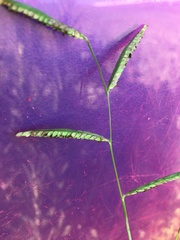 Paspalum denticulatum