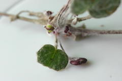 Centella eriantha eriantha