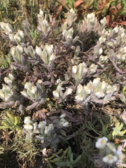 Chloropyron maritimum maritimum