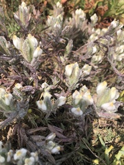 Chloropyron maritimum maritimum
