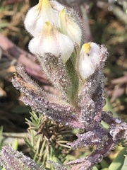 Chloropyron maritimum maritimum