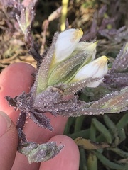 Chloropyron maritimum maritimum