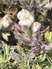 Chloropyron maritimum maritimum