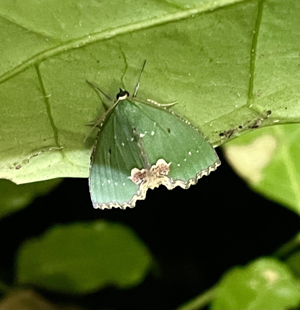 Bathycolpodes torniflorata