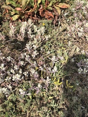 Chloropyron maritimum maritimum