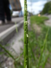 Aegilops cylindrica
