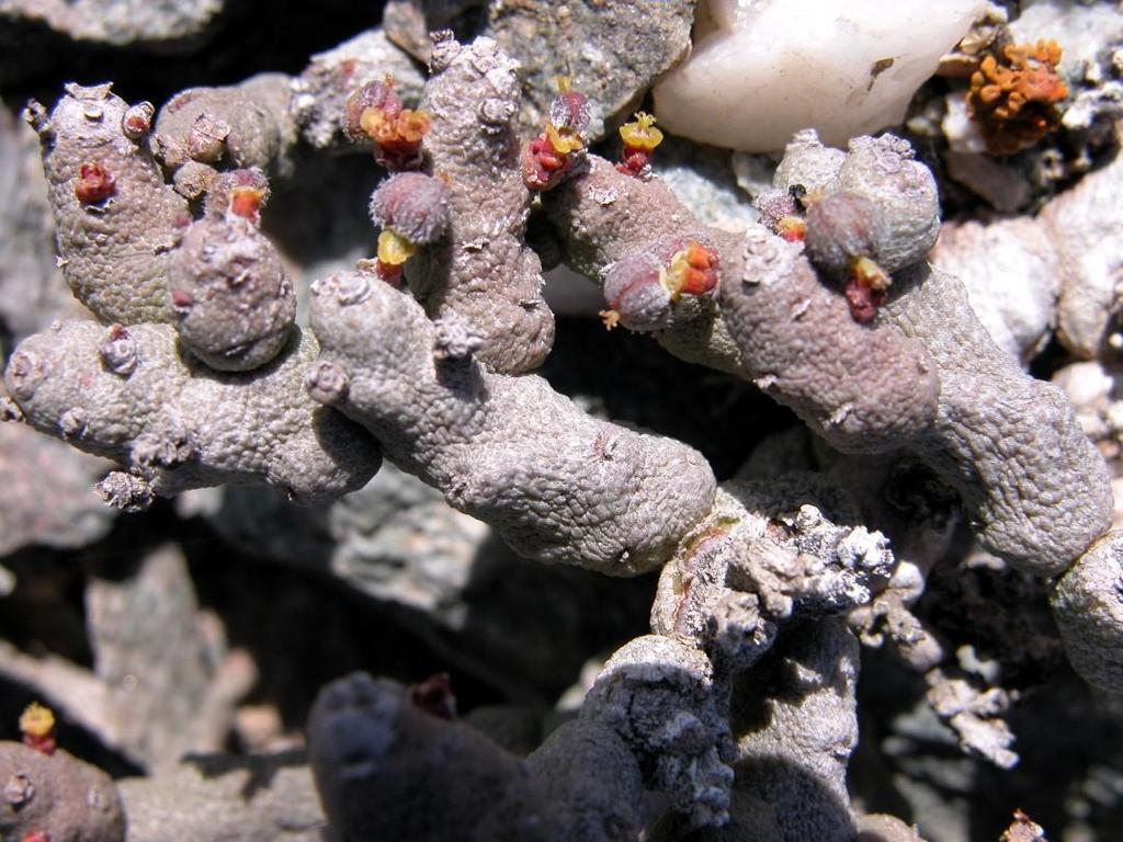 Euphorbia verruculosa