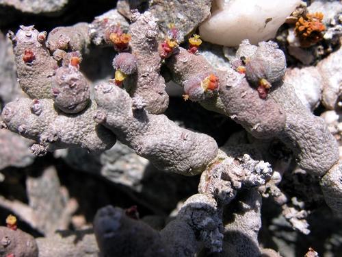 Euphorbia verruculosa