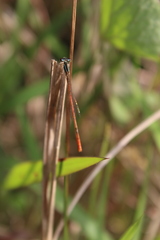 Agriocnemis falcifera