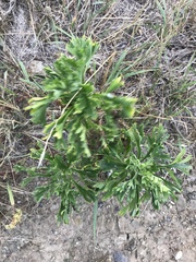Artemisia littoricola