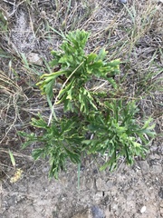 Artemisia littoricola
