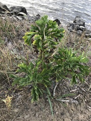 Artemisia littoricola