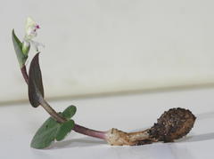 Disperis macowanii