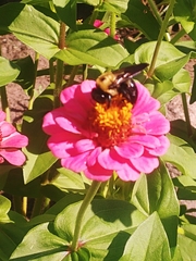 Xylocopa virginica