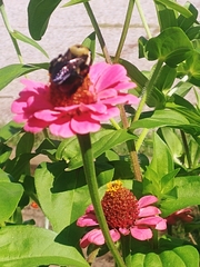 Xylocopa virginica