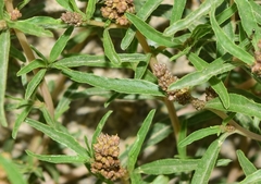 Amaranthus muricatus