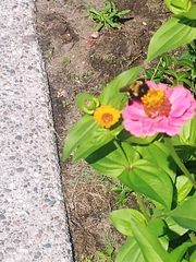 Xylocopa virginica
