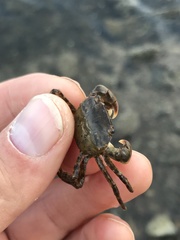 Hemigrapsus penicillatus