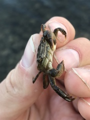 Hemigrapsus penicillatus