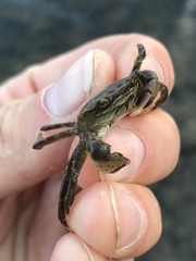 Hemigrapsus penicillatus
