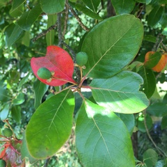 Nyssa sylvatica