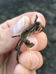 Hemigrapsus penicillatus