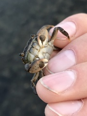 Hemigrapsus penicillatus