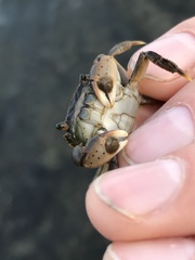Hemigrapsus penicillatus