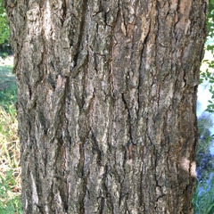 Nyssa sylvatica