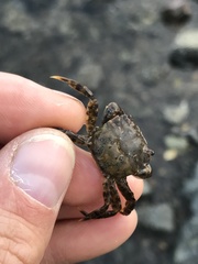 Hemigrapsus penicillatus