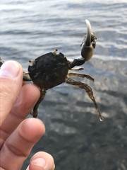 Hemigrapsus penicillatus
