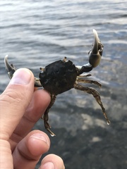 Hemigrapsus penicillatus